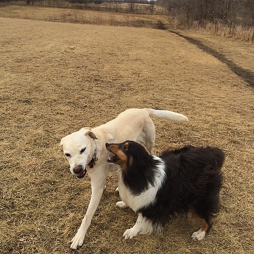 Jasper harassing his big sister. He obviously knows she is feeling better. #Jasper #Daisy #dogpark