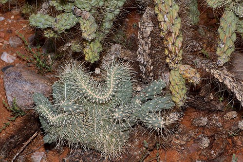 arizona usa cacti flickr unitedstatesofamerica gps 2014 crestedcactus pinalcounty sanpedrorivervalley chollacacti jumpingchollacactuscylindropuntiafulgidachainfruitcholla