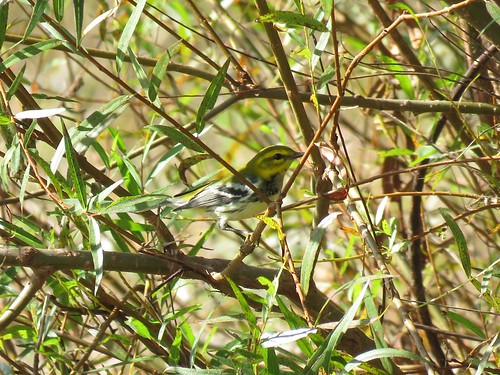 indiana lakemonroe bird warbler blackthroatedgreenwarbler setophagavirens