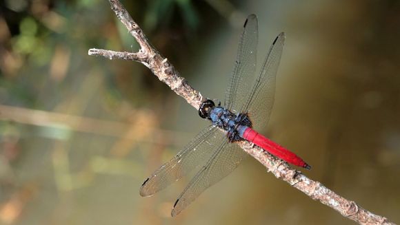 霜白蜻蜓西里亞種；攝影：青竿