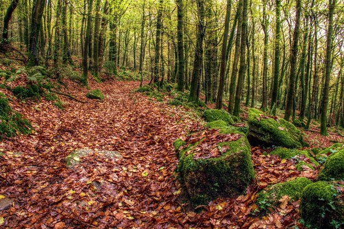 wood autumn trees leaves forest woodland leaf moss rocks autumnal
