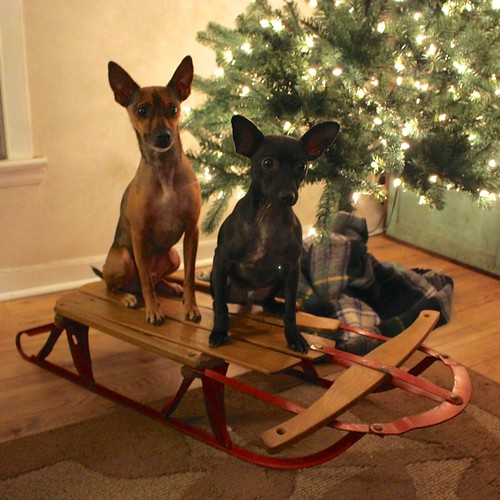 dogs-on-christmas-sled