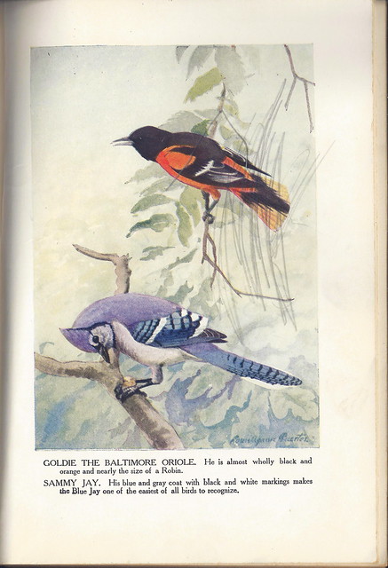 Burgess Bird Book Sammy Jay Illustration