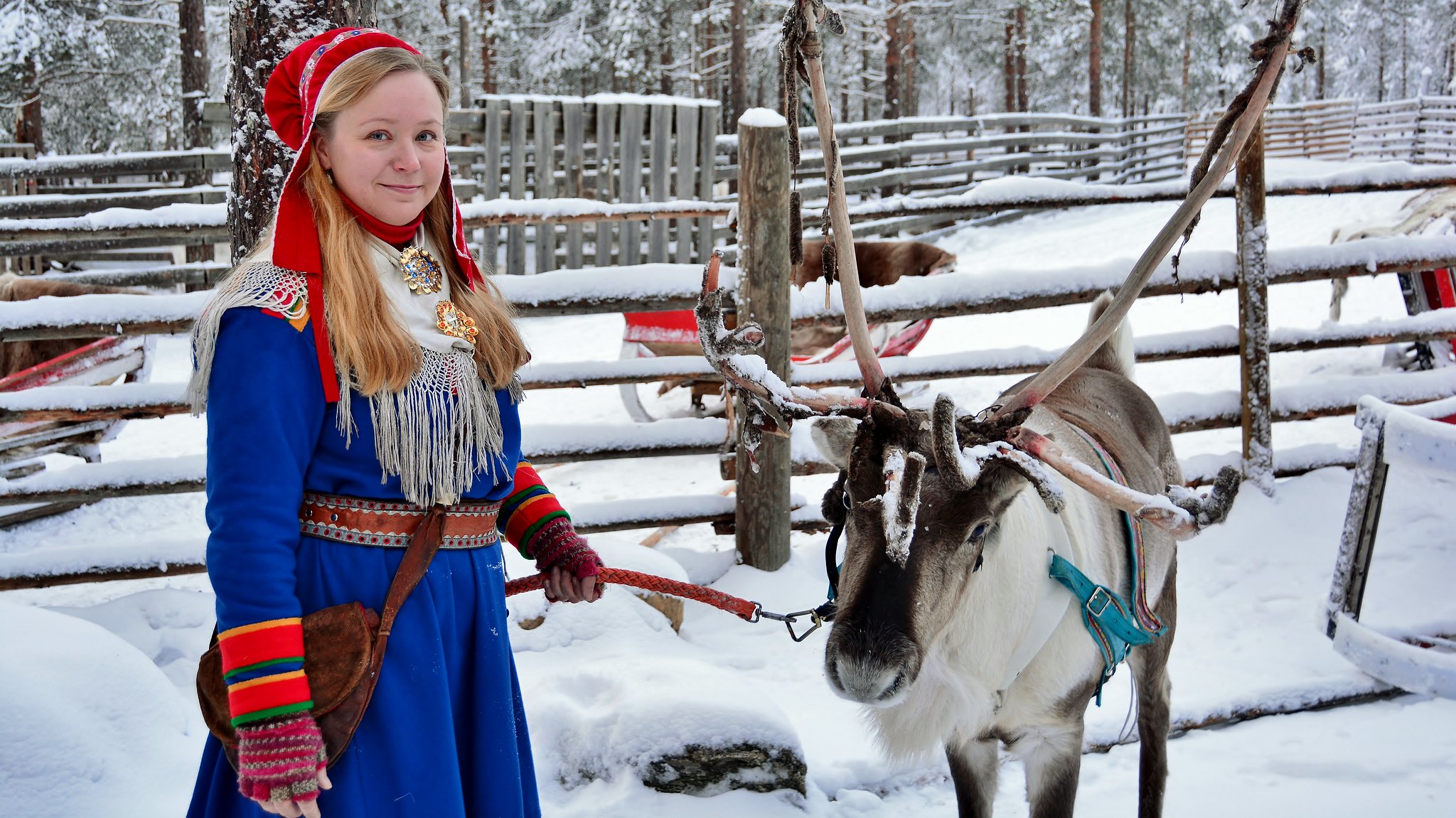 Reindeer farm. Rovaniemi, Finland