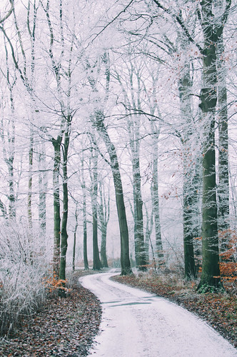 road trees winter nature forest germany landscape denmark deutschland nikon frost path danmark padborg jutland jylland harrislee pathscaminhos niehuus niehuussee