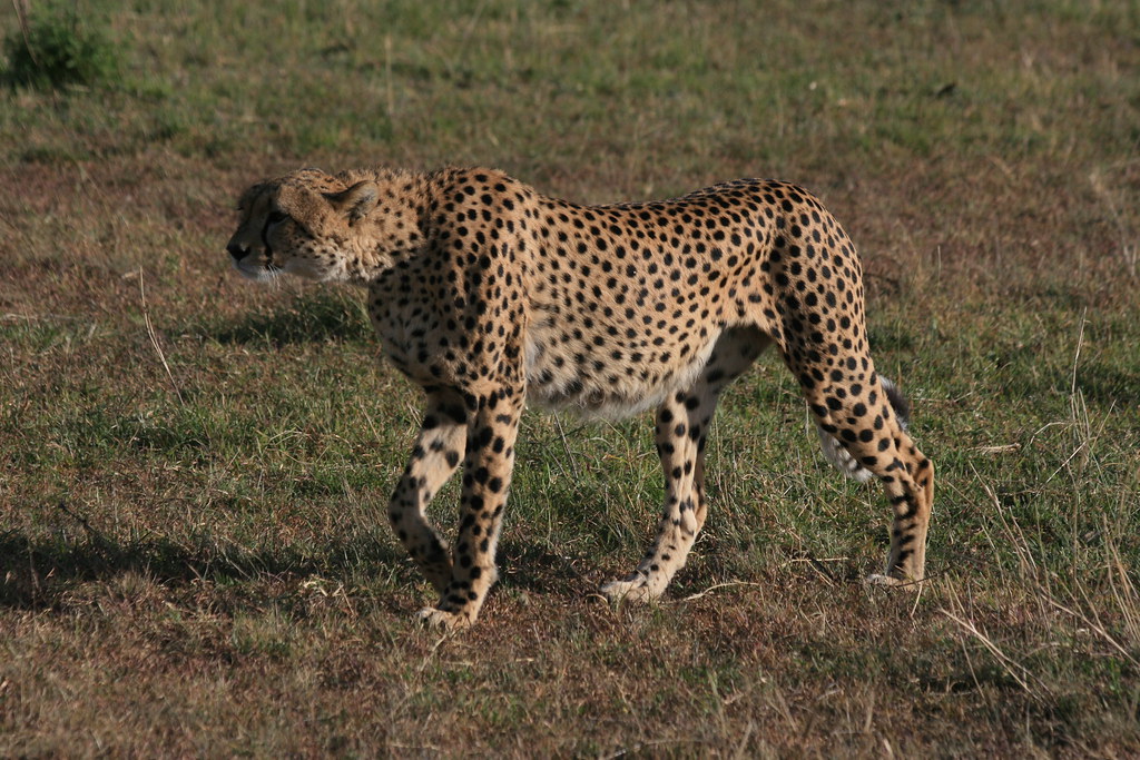 MEMORIAS DE KENIA 14 días de Safari - Blogs de Kenia - MASAI MARA III (27)