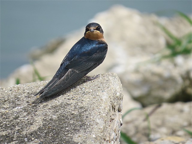 Barn Swallow at the Gridley Wastewater Treatment Ponds in McLean County, IL