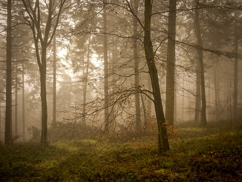 wood morning trees mist misty fog forest lumix chilterns buckinghamshire foggy panasonic bucks beech dmc wendover astonhill m43 thechilterns chilternhills mft wendoverwoods 20mmlens gh3 damianward micro43 microfourthirds hh020 ©damianward