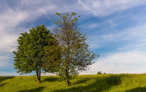 wood view trees tree sunlight spring sky season scenery scene rural plant park outdoor nature natural meadow light landscape land horizon green grass field day countryside country clouds cloud blue beautiful background
