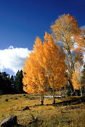 aspen fall foliage autumn colors leaves mountains nature tree landscape