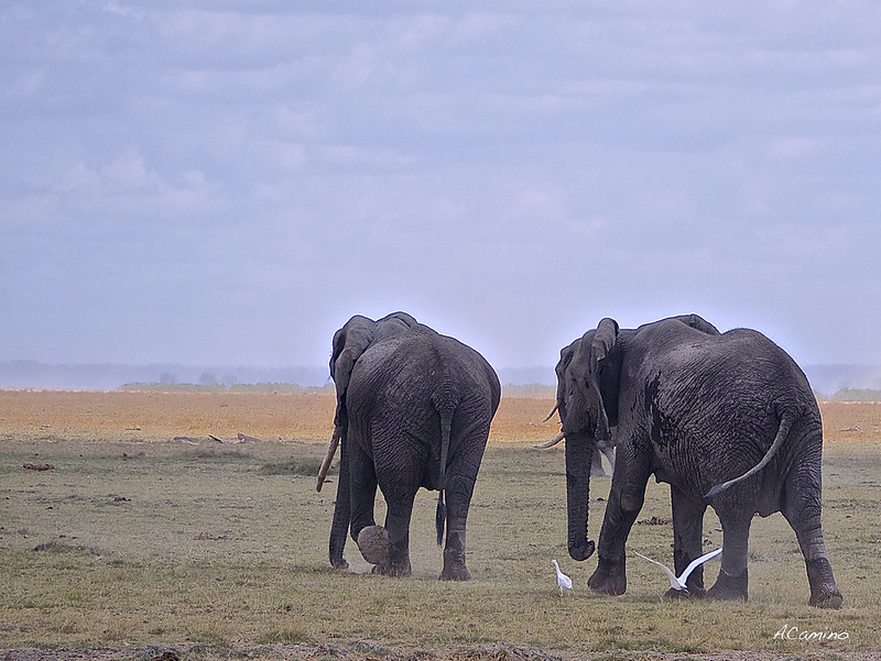 12 días de Safari en Kenia: Jambo bwana - Blogs de Kenia - Amboseli: Buscando la foto del elefante a los pies del Kilimanjaro (67)