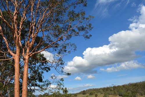 sky tree clouds countryside australia cumulus queensland trunks australianlandscape myrtaceae sequeensland spottedgum smoothbark albertvalley afternoonlandscape corymbiavariegata
