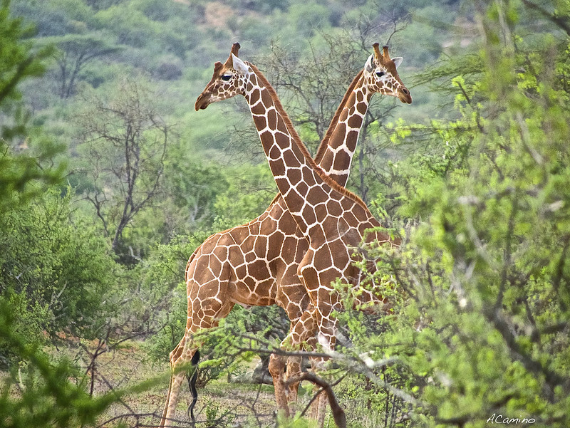 Safari en Samburu: Jirafas, Elefantes, Leones, Guepardos y muchísimos pájaros - 12 días de Safari en Kenia: Jambo bwana (5)