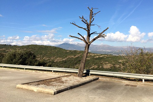 france tree alone view parking provence ribbed centered