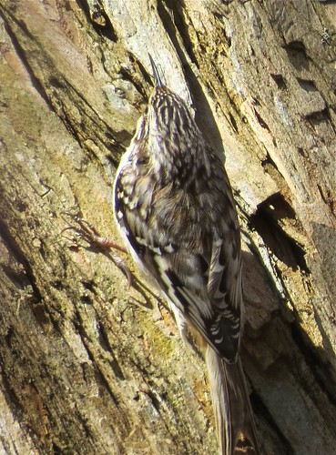 Brown Creeper at Ewing Park in McLean County, IL 02
