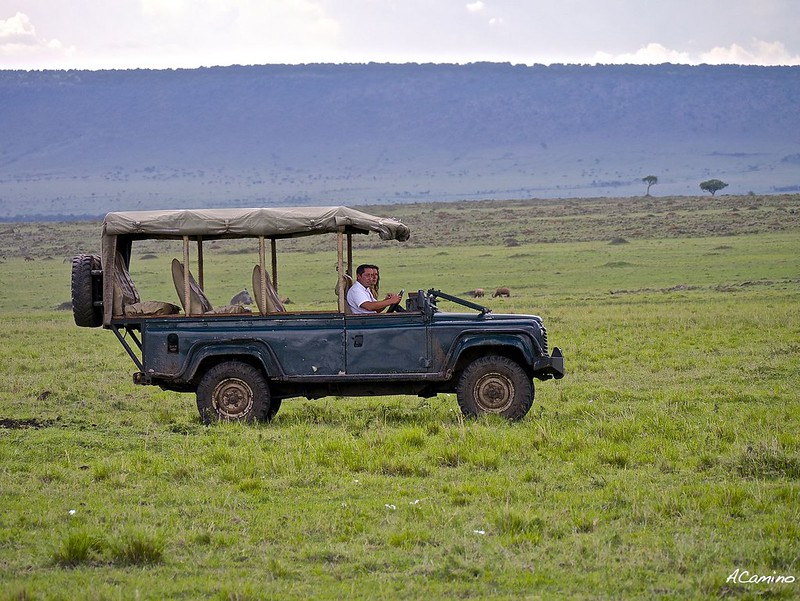 Gran dia en el M.Mara viendo cazar a los guepardos - 12 días de Safari en Kenia: Jambo bwana (45)
