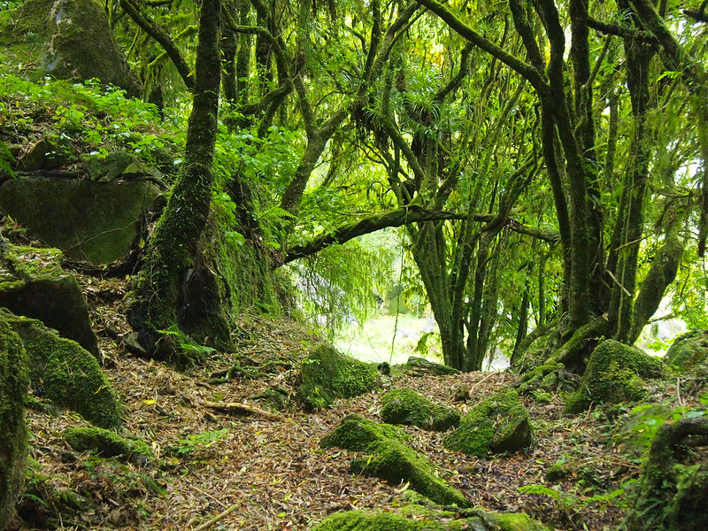 Trollshaw Forest in Piopio