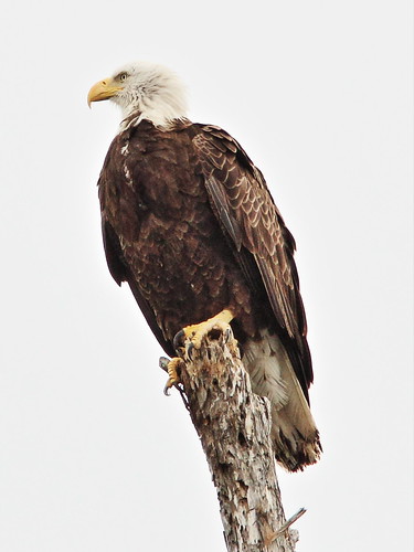 Bald Eagle new female 6-20150227