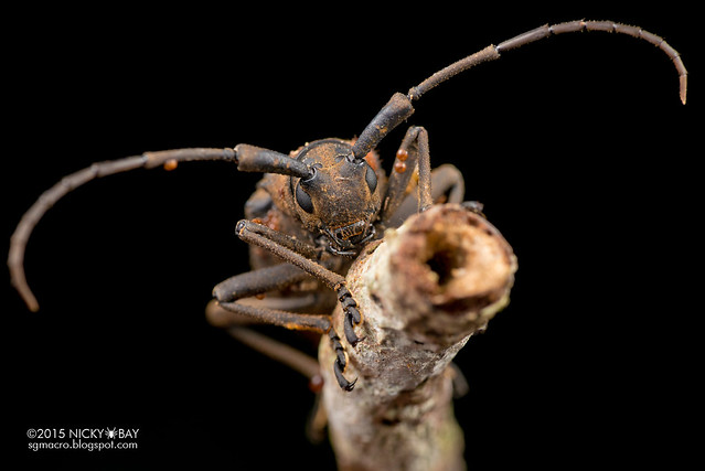 Longhorn beetle (Trachystola granulata) - DSC_4526