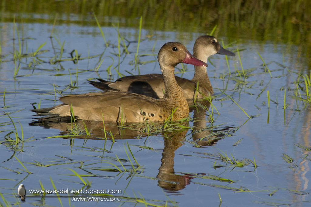 Pato cutirí (Brazilian Duck) Amazonetta brasiliensis