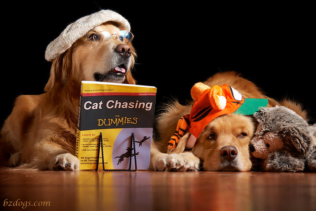 Cat Chasing for Dummies
