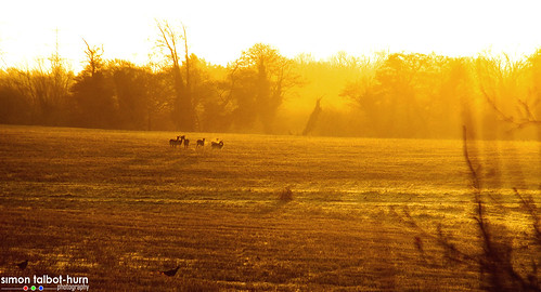 england nature field animals rural sunrise mammal countryside suffolk nikon farm wildlife sigma deer fallowdeer dslr goldenhour naturephotography wildlifephotography d5100 flickrandroidapp:filter=none