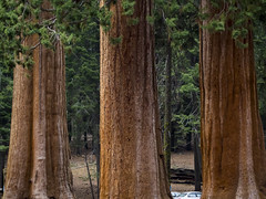 

Com name: giant sequoia

