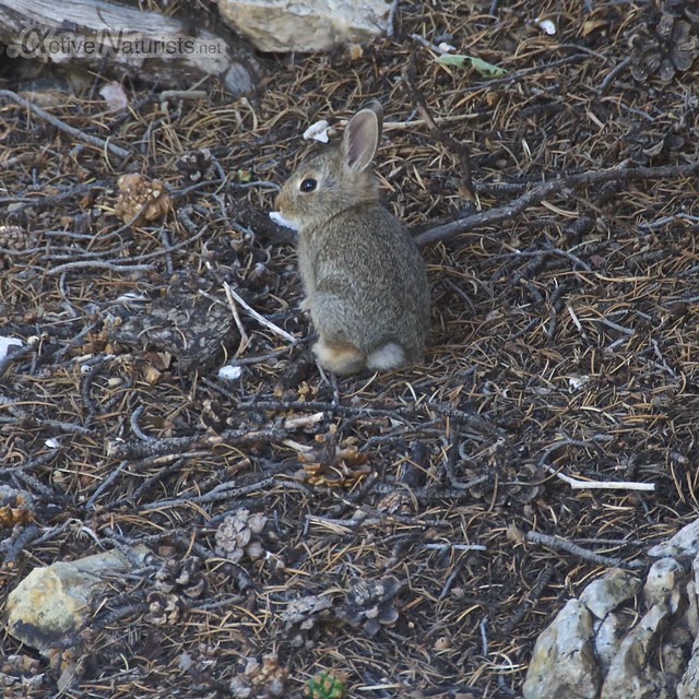 rabbit 0001  Orient Land Trust, Colorado, USA