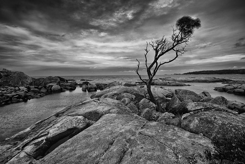 ocean sky tree coast rocks australia coastal tasmania eastcoast bayoffires binalongbay