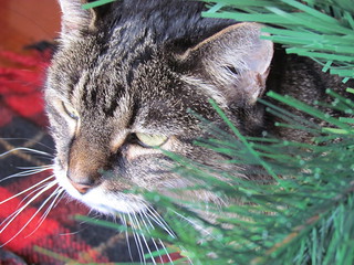Gizmo under the Christmas Tree 2011
