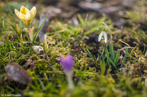 nature spring poland polska crocus snowdrops february wiosna luty przyroda polarizingfilter krokusy przebiśniegi nikkor35f18 nikond7000 filtrpolaryzacyjny n3518g