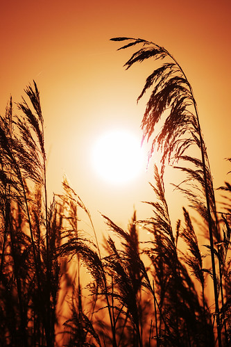 uk sunset england sun reed reeds warm northamptonshire aldwincle