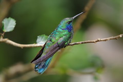 Roosting hummingbird in forest in Monteverde area of Costa Rica-42 3-25-14