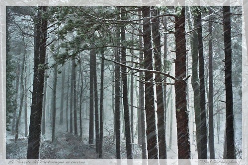 winter snow forest neve inverno casentino pratomagno boschi foreste marksoetebier mksphoto