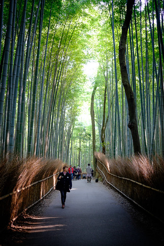 light green japan forest season kyoto bamboo arashiyama fujifilm katsura bambooforest kyōtoshi xt1 bamboogroves kyōtofu