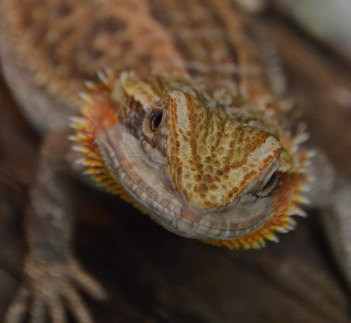 Insect zoo-horned lizard