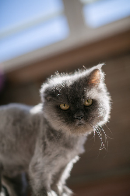 Perla, gata persa azul maltratada y abandonada, nacida en 2011, necesita hogar. Valencia. ADOPTADA. 16717302212_cd13be37c0_z