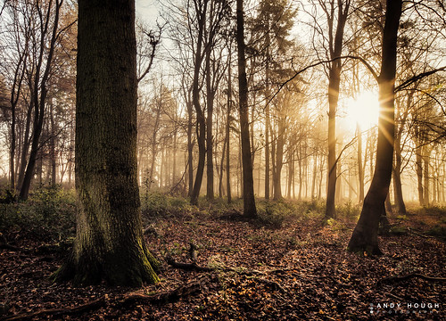 wood morning trees england sun sunlight mist woodland woods unitedkingdom sony flare sunflare a77 ashampstead sonyalpha andyhough slta77 norcotwood andyhoughphotography
