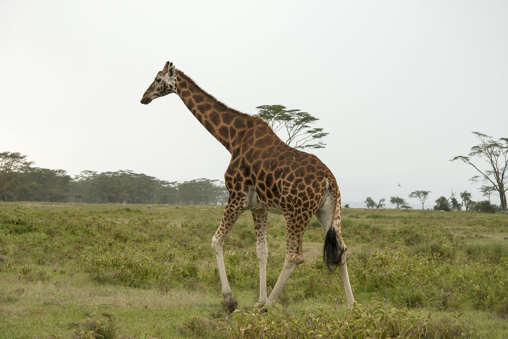 LAGO NAKURU - MEMORIAS DE KENIA 14 días de Safari (16)