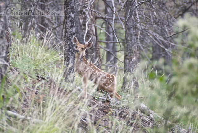 deer 0003  Orient Land Trust, Colorado, USA