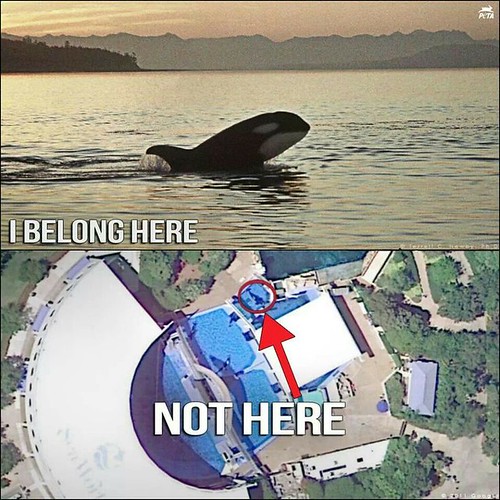 Blackfish Documentary - Free Whales in Captivity