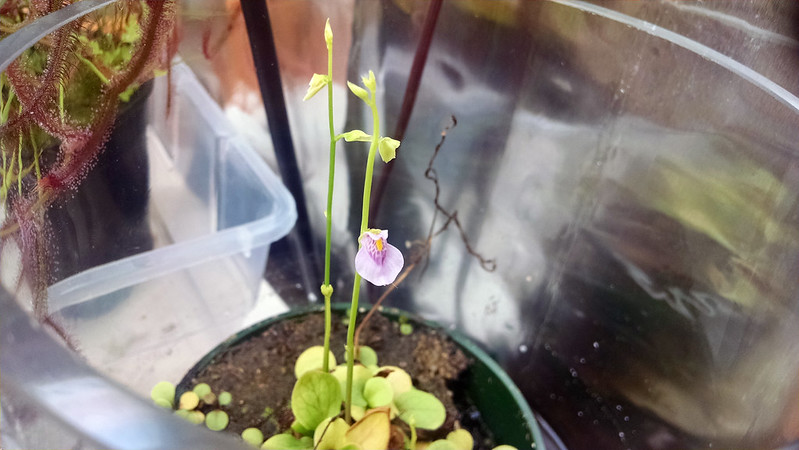 Utricularia calycifida flower.