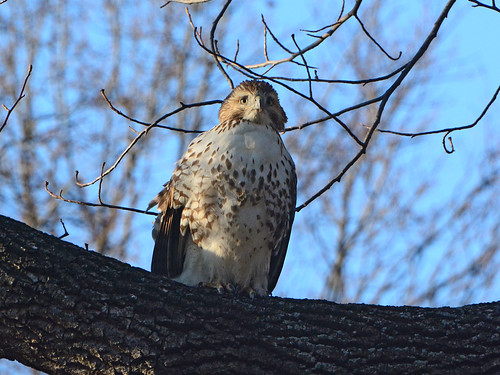 Young Riverside Red-Tail
