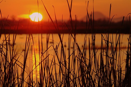 morning sunrise golden marsh sacramentowildliferefuge