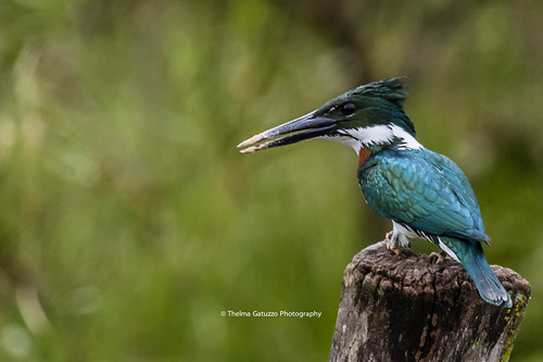 wild nature birds brasil fauna flora wildlife natureza ngc npc animais matogrosso pantanal 2015 thelmagatuzzo©