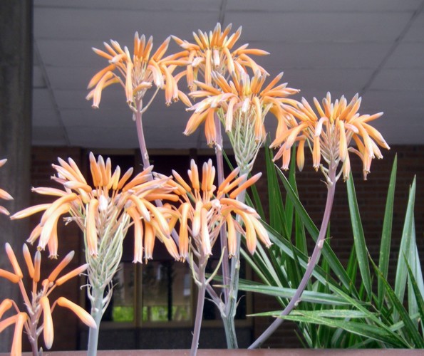 Aloe maculata 16688122706_649ce86dea_o