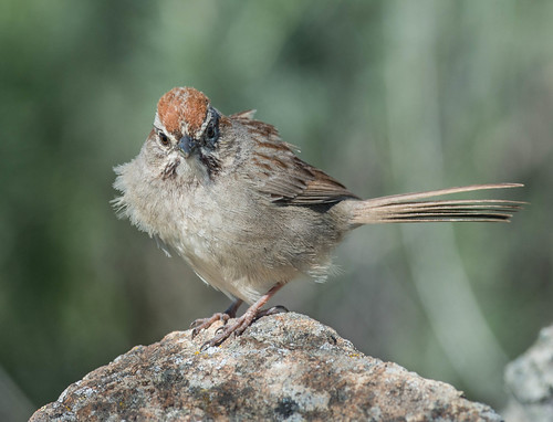 california birds unitedstates sanjose sparrow