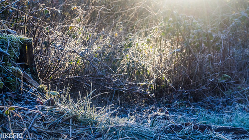 light shadow sun forest sunrise canon lights schweiz switzerland licht frost shadows swiss frosty bern lightshow wald bäume schatten sunbeam baum belichtung lighteffects lichter lightroom lighteffect lichteffekte lichteffekt ukelens