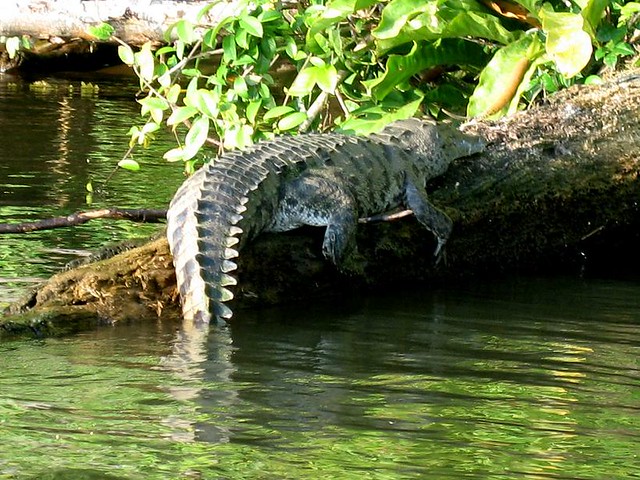 Parque nacional de Tortuguero