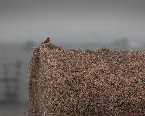 red bird farm birding straw pasture feed hay bale rare vermilion flycatcher rarity ebird